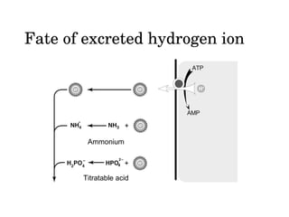 Nagma Algorithm Non-anion gap Metabolic Acidosis (NAGMA) | PPT