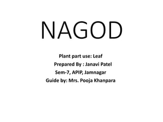 NAGOD
Plant part use: Leaf
Prepared By : Janavi Patel
Sem-7, APIP, Jamnagar
Guide by: Mrs. Pooja Khanpara
 