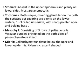 • Stomata: Absent in the upper epidermis and plenty on
lower side . Most are anomocytic.
• Trichomes: Both simple, covering glandular on the both
the surfaces but covering are plenty on the lower
surface, 1 - 3 celled uniseriate, with sharp pointed apex
and bulging base .
• Mesophyll: Consisting of 3 rows of palisade cells.
Vascular bundles protected on the both sides of
paremchymatous sheath.
• Midrib: Collenchymatous tissue below the uper and
lower epidermis. Xylem is crescent shaped.
 