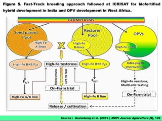 Figure 5. Fast-Track breeding approach followed at ICRISAT for biofortified
hybrid development in India and OPV development in West Africa.
Source : Govindaraj et al. (2019 ) MDPI Journal Agriculture (9), 106
 