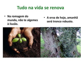 Tudo na vida se renova
• Na romagem do
mundo, não te algemes
à ilusão.
• A erva de hoje, amanhã
será tronco robusto.
 
