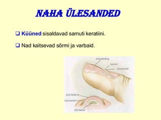 Naha ülesanded Küüned   sisaldavad samuti keratiini. Nad kaitsevad sõrmi ja varbaid.   
