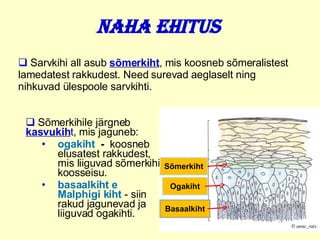 Naha ehitus Sõmerkihile järgneb  kasvukih t , mis jaguneb :   o gakiht   -  koosneb elusatest rakkudest, mis liigu v ad   sõmerkihi koosseisu .   basaalkih t  e Malphigi kih t  - siin  rakud jagunevad  ja liiguvad ogakihti .  Sarvkihi all asub  sõmerkiht , mis koosneb sõmeralistest lamedatest rakkudest . Need  surevad   aeglaselt ning nihkuvad ülespoole sarvkihti. Basaalkiht Sõmerkiht Ogakiht 