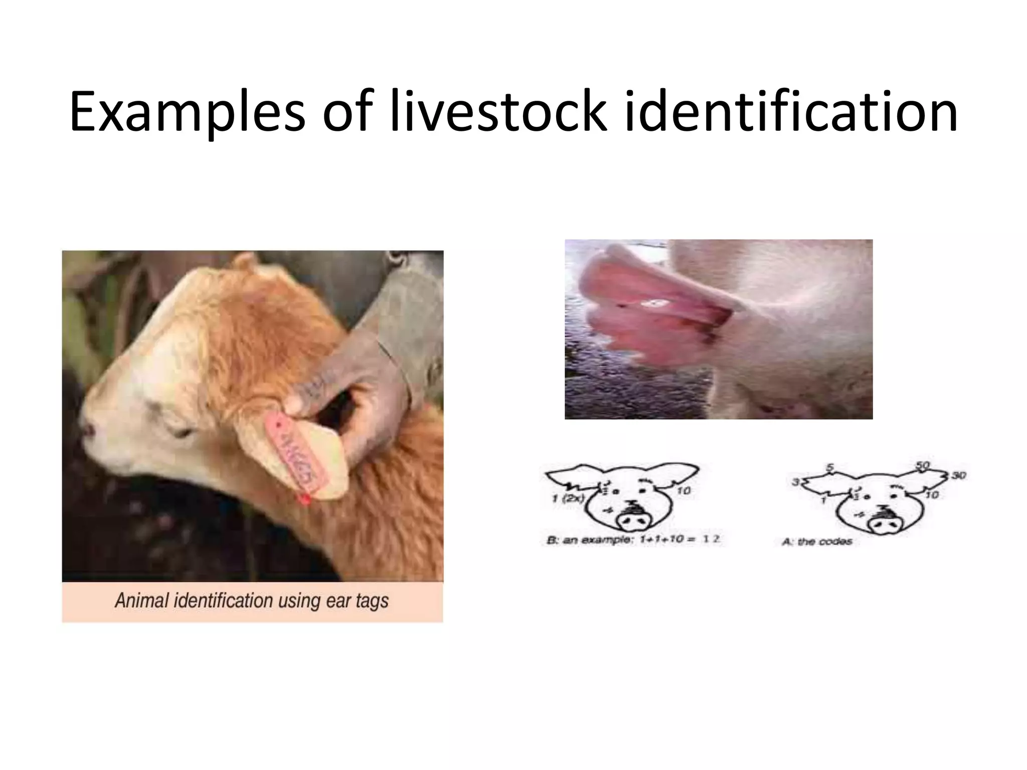 Examples of livestock identification
 
