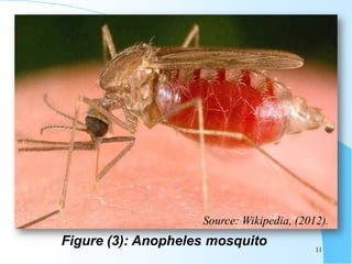 Figure (3): Anopheles mosquito 11
Source: Wikipedia, (2012).
 