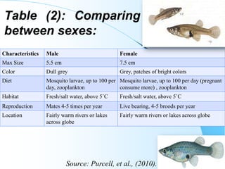 Table (2): Comparing
between sexes:
Characteristics Male Female
Max Size 5.5 cm 7.5 cm
Color Dull grey Grey, patches of bright colors
Diet Mosquito larvae, up to 100 per
day, zooplankton
Mosquito larvae, up to 100 per day (pregnant
consume more) , zooplankton
Habitat Fresh/salt water, above 5˚C Fresh/salt water, above 5˚C
Reproduction Mates 4-5 times per year Live bearing, 4-5 broods per year
Location Fairly warm rivers or lakes
across globe
Fairly warm rivers or lakes across globe
12
Source: Purcell, et al., (2010).
 