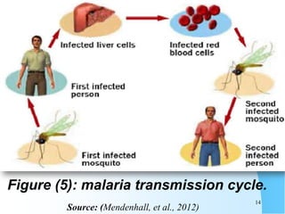 Figure (5): malaria transmission cycle.
Source: (Mendenhall, et al., 2012)
14
 