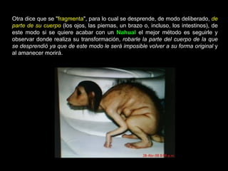 Otra dice que se "fragmenta", para lo cual se desprende, de modo deliberado, de
parte de su cuerpo (los ojos, las piernas, un brazo o, incluso, los intestinos), de
este modo si se quiere acabar con un Nahual el mejor método es seguirle y
observar donde realiza su transformación, robarle la parte del cuerpo de la que
se desprendió ya que de este modo le será imposible volver a su forma original y
al amanecer morirá.
 