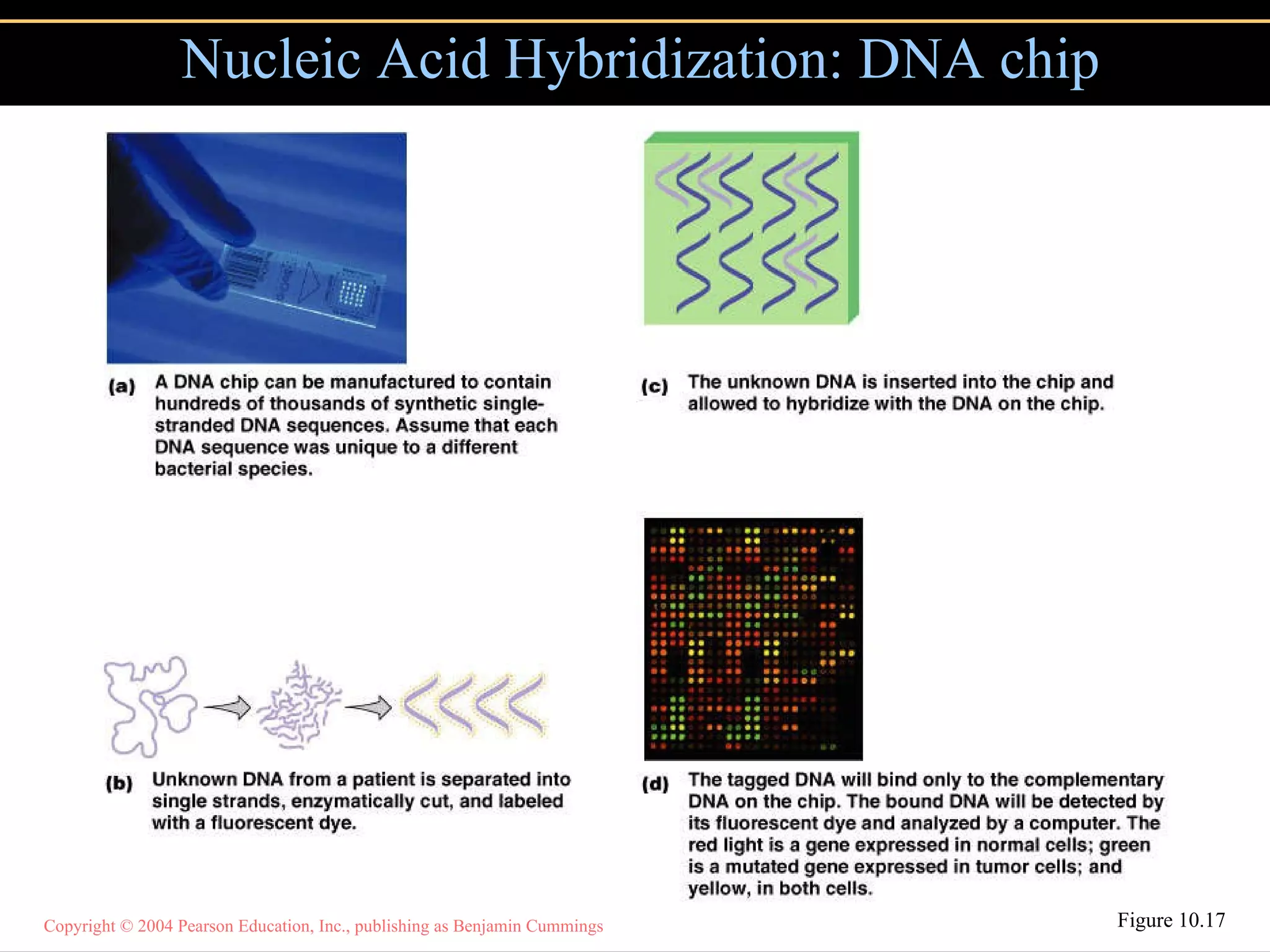 Nucleic Acid Hybridization: DNA chip Figure 10.17 