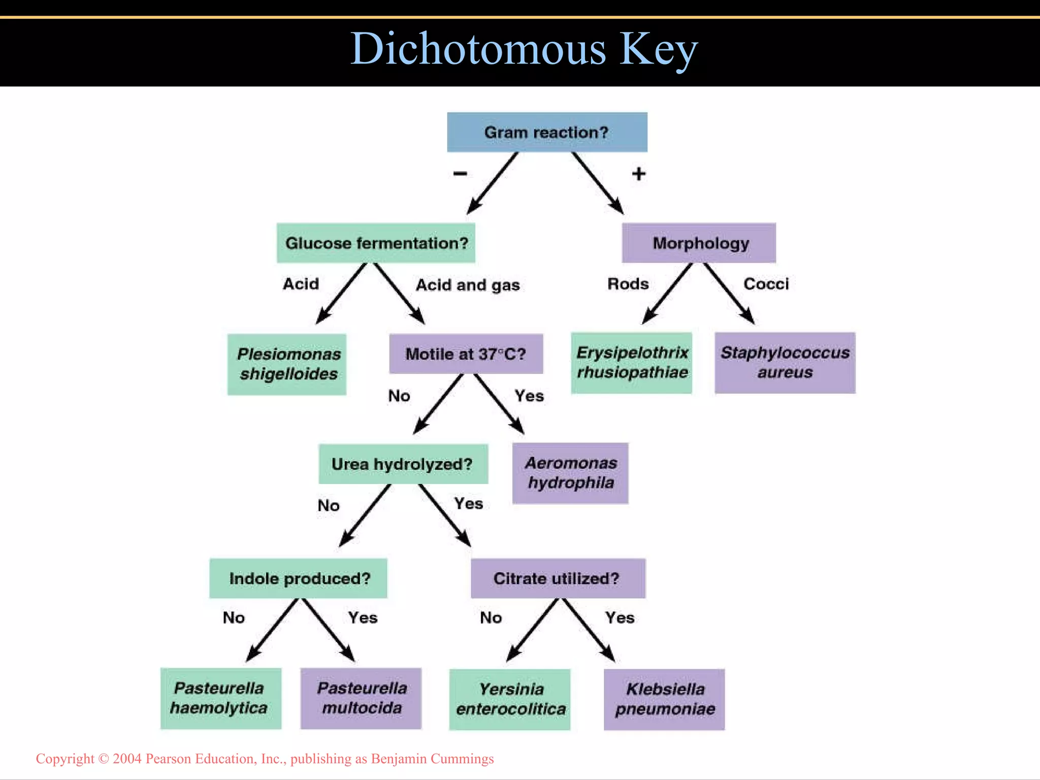 Dichotomous Key 