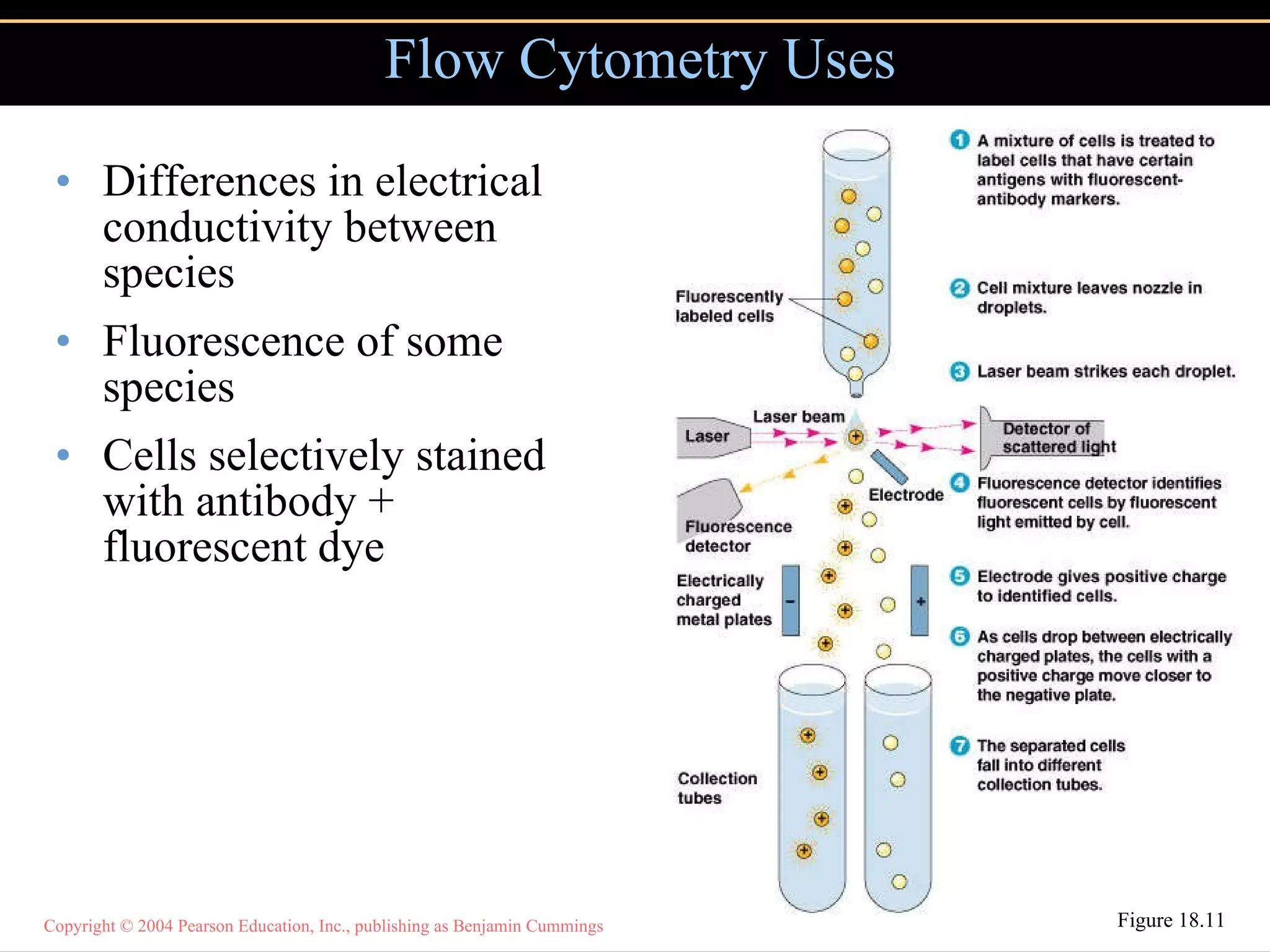 Differences in electrical conductivity between species Fluorescence of some species Cells selectively stained with antibody + fluorescent dye Flow Cytometry Uses Figure 18.11 