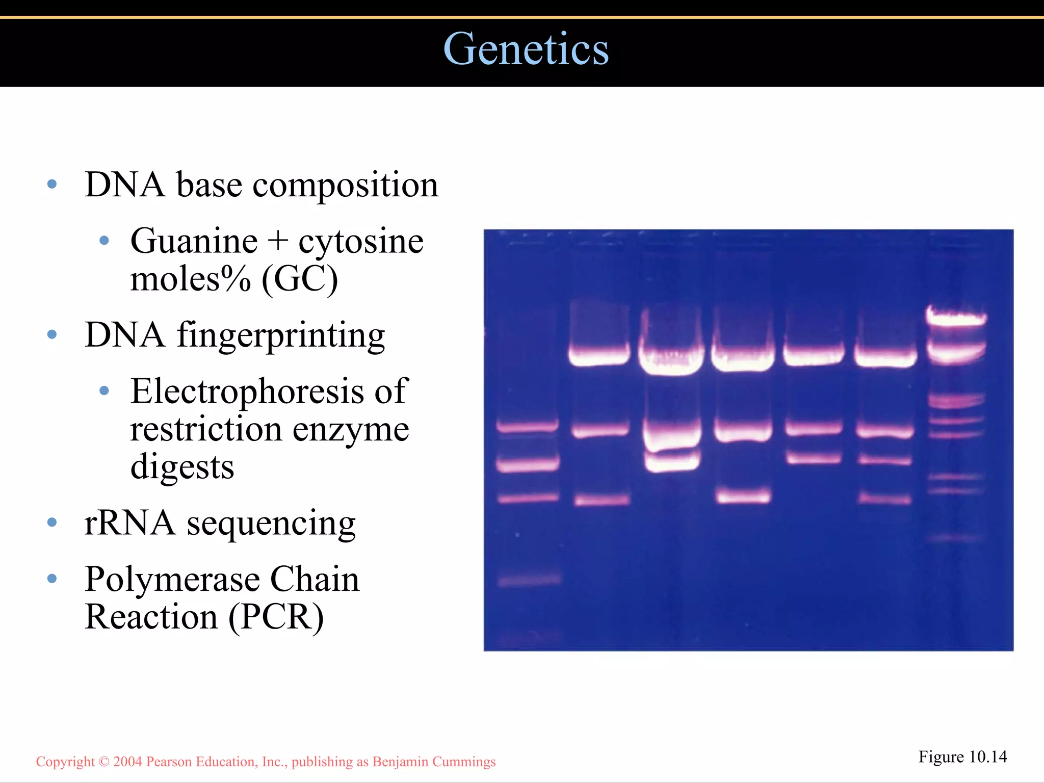 DNA base composition Guanine + cytosine moles% (GC) DNA fingerprinting Electrophoresis of restriction enzyme digests rRNA sequencing Polymerase Chain Reaction (PCR) Genetics Figure 10.14 