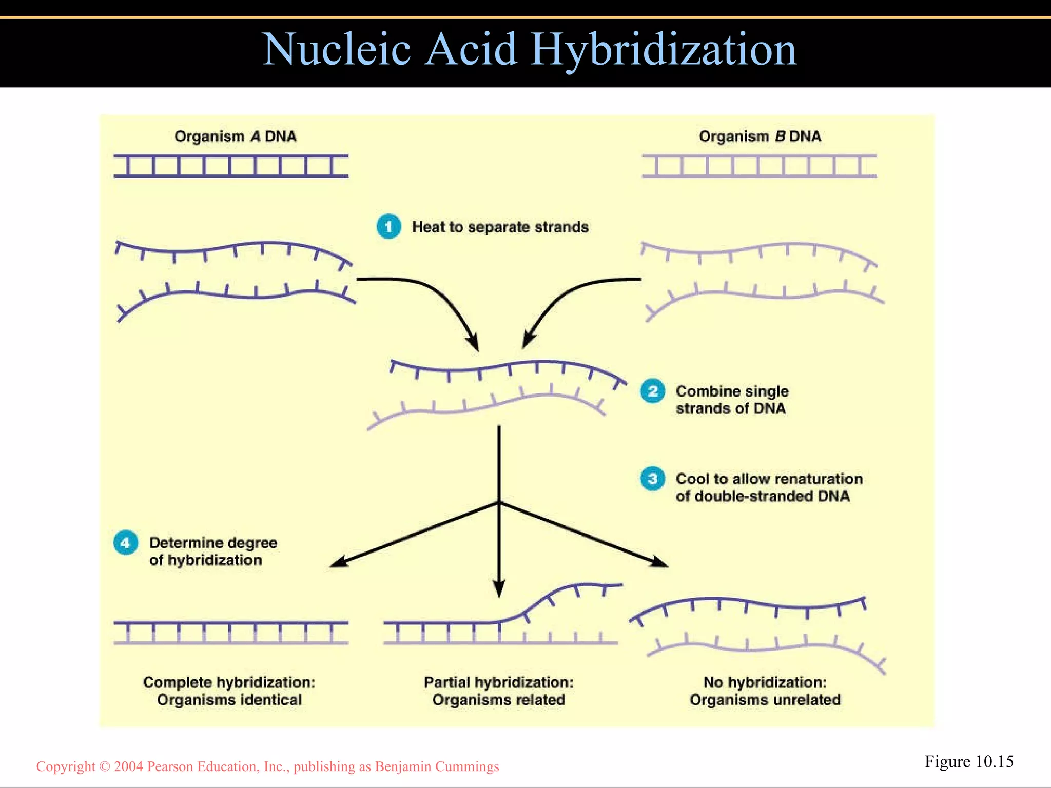 Nucleic Acid Hybridization Figure 10.15 