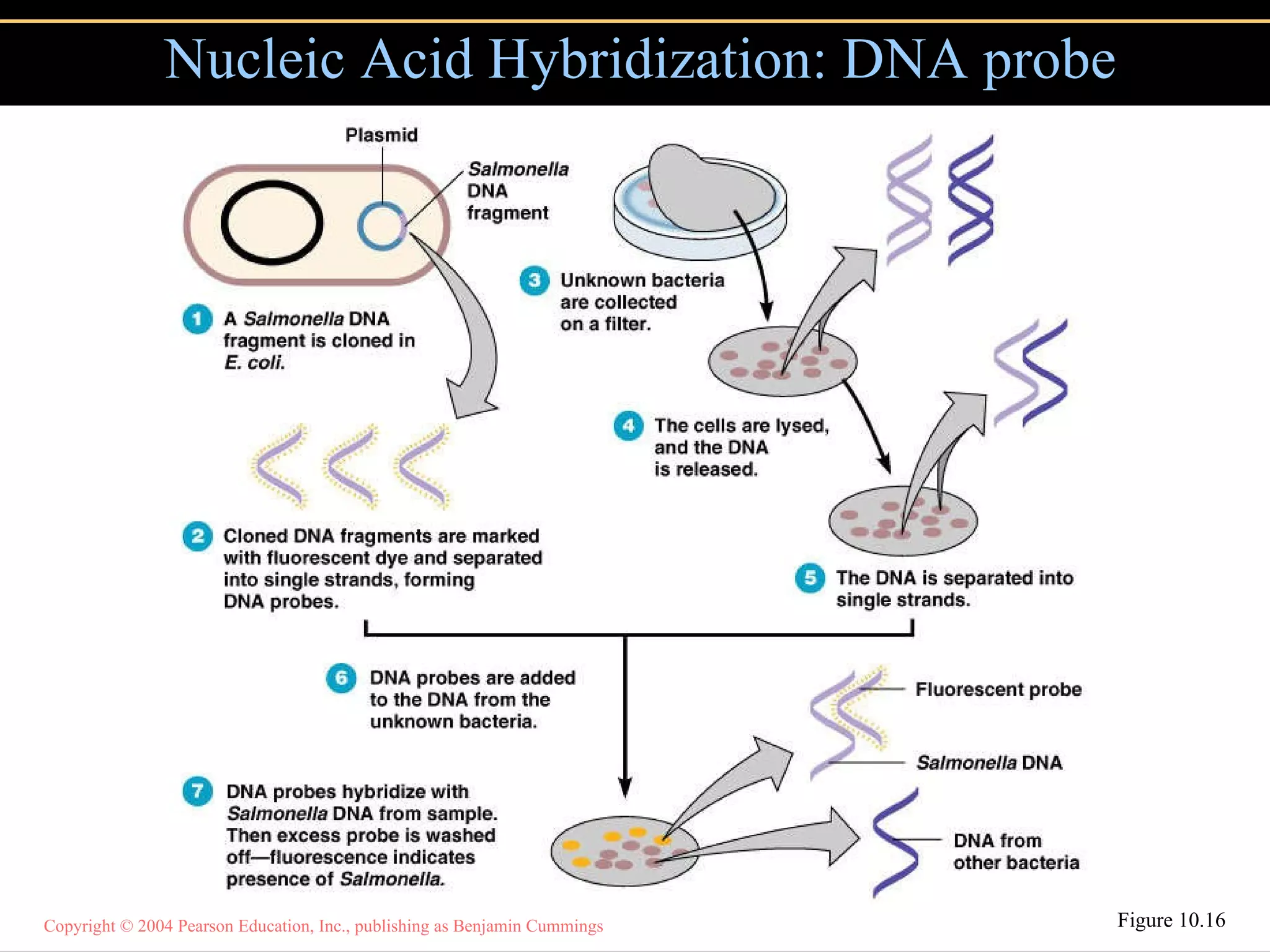 Nucleic Acid Hybridization: DNA probe Figure 10.16 