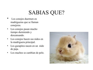 SABIAS QUE?
•    Los conejos duermen en
    madrigueras que se llaman
    conejeras.
•   Los conejos pasan mucho
    tiempo durmiendo y
    descansando.
•   Los conejos hacen sus nidos en
    la madriguera principal.
•   Los gazapitos nacen en un nido
    de paja.
•   Los machos se cambian de pelo.
 