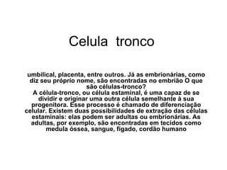 Celula  tronco  umbilical, placenta, entre outros. Já as embrionárias, como diz seu próprio nome, são encontradas no embrião O que são células-tronco? A célula-tronco, ou célula estaminal, é uma capaz de se dividir e originar uma outra célula semelhante à sua progenitora. Esse processo é chamado de diferenciação celular. Existem duas possibilidades de extração das células estaminais: elas podem ser adultas ou embrionárias. As adultas, por exemplo, são encontradas em tecidos como medula óssea, sangue, fígado, cordão humano 