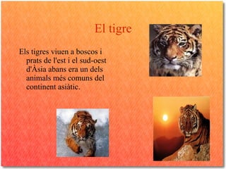El tigre ,[object Object]