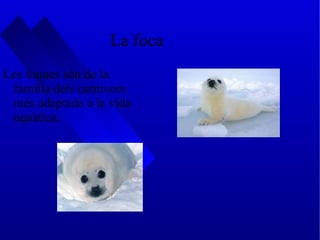 La foca Les foques són de la família dels carnívors més adaptada a la vida aquàtica. 