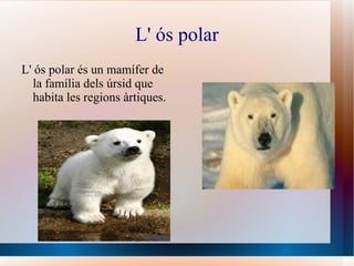 L' ós polar L' ós polar és un mamífer de la família dels úrsid que habita les regions àrtiques. 