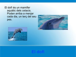 El dofí El dofí és un mamífer aquàtic dels cetacis. Poden arriba a menjar cada dia, un terç del seu pes. 