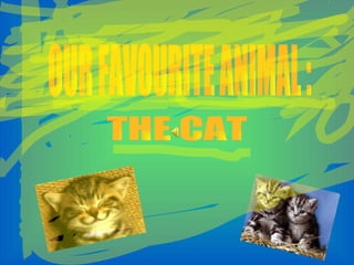 OUR FAVOURITE ANIMAL : THE CAT 