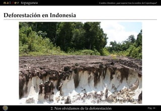Deforestación en Indonesia 2. Nos olvidamos de la deforestación Pág.  Sumatra, Marzo de 2009 