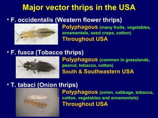 Major vector thrips in the USA
• F. occidentalis (Western flower thrips)
                    Polyphagous (many fruits, vegetables,
                    ornamentals, seed crops, cotton)
                    Throughout USA

• F. fusca (Tobacco thrips)
                    Polyphagous (common in grasslands,
                    peanut, tobacco, cotton)
                    South & Southeastern USA

• T. tabaci (Onion thrips)
                    Polyphagous (onion, cabbage, tobacco,
                    cotton, vegetables and ornamentals)
                    Throughout USA
 