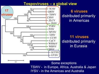 Tospoviruses – a global view
                                     92          TCSV
   17                           96             GRSV             6 viruses
viruses                   100                    TSWV
                                                          distributed primarily
           100                                 CSNV
                               90               ZLCV           in Americas
                                                   INSV
                               100              TYRV
                                                IYSV
                                                 MYSV
     100
                                     100         TZSV
                  100                             CCSV          11 viruses
                    74                           CaCV
                                                WSMoV
                                                          distributed primarily
                                100
                                  71            WBNV            in Eurasia
                                    63         GBNV
                                                  GCFSV
                         100                       GYSV

            0.1
                                                    Some exceptions
                                     TSWV - in Europe, Africa, Australia & Japan
                                     IYSV - in the Americas and Australia
 