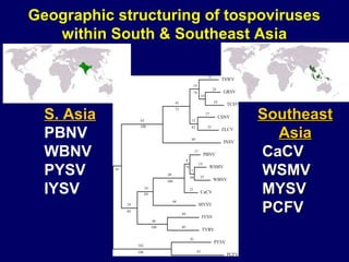 Geographic structuring of tospoviruses
   within South & Southeast Asia




  S. Asia                    Southeast
  PBNV                         Asia
  WBNV                       CaCV
  PYSV                       WSMV
  IYSV                       MYSV
                             PCFV
 