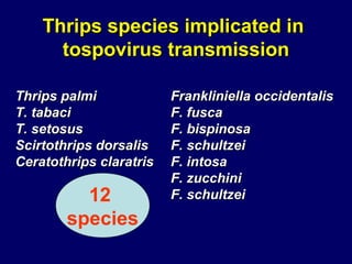 Thrips species implicated in
      tospovirus transmission

Thrips palmi             Frankliniella occidentalis
T. tabaci                F. fusca
T. setosus               F. bispinosa
Scirtothrips dorsalis    F. schultzei
Ceratothrips claratris   F. intosa
                         F. zucchini
          12             F. schultzei
        species
 