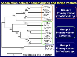 Association between tospoviruses and thrips vectors
                                     92         TCSV
                                96            GRSV             Group 1
                          100                   TSWV       Primary vector
                                              CSNV
           100                                             Frankliniella sp.
                               90              ZLCV
                                                  INSV
                               100             TYRV
                                               IYSV
                                                MYSV
     100
                                     100        TZSV          Group 2
                  100                            CCSV      Primary vector
                    74                          CaCV         Thrips sp.
                                100
                                               WSMoV
                                  71           WBNV
                                    63        GBNV
                                                 GCFSV         Group 3
                         100                      GYSV     Primary vector
                                                           Scritothrips sp.
            0.1            Phylogenetic tree - N protein
 