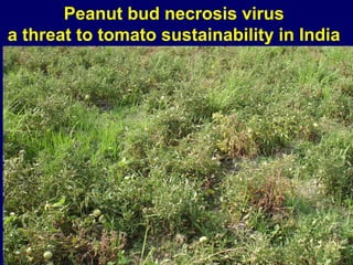 Peanut bud necrosis virus
a threat to tomato sustainability in India
 