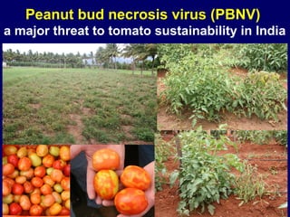 Peanut bud necrosis virus (PBNV)
a major threat to tomato sustainability in India
 