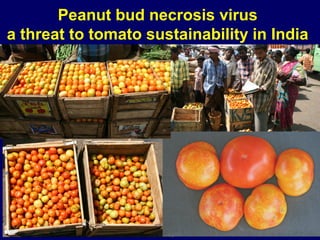 Peanut bud necrosis virus
a threat to tomato sustainability in India




  Healthy   Infected
 