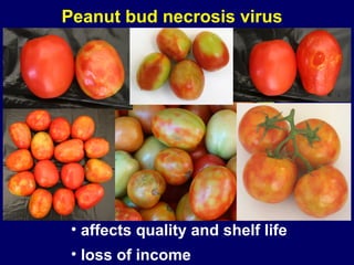 Peanut bud necrosis virus




 • affects quality and shelf life
 • loss of income
 