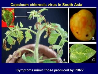 Capsicum chlorosis virus in South Asia




   Symptoms mimic those produced by PBNV
 