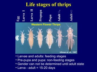 Life stages of thrips



                 Larva II
                                              ♂             ♀




                            Prepupa
      Larva I




                                                           Adult
                                             Adult
                                      Pupa
Egg

                    Western Flower Thrips




                                                Ullman et. al., 1997

• Larvae and adults: feeding stages
• Pre-pupa and pupa: non-feeding stages
• Gender can not be determined until adult state
• Larva - adult = 15-20 days
 