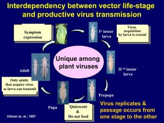 Interdependency between vector life-stage
       and productive virus transmission
                                                                Virus
             Symptom                           I instar
                                               st             acquisition
                                                          by larva is crucial
             expression                          larva




                             Unique among
                              plant viruses               II nd instar
          Adult
                                                              larva
     Only adults
 that acquire virus
as larva can transmit
                                               Prepupa

                                 Quiescent
                                               Virus replicates &
                          Pupa
                                     &         passage occurs from
  Ullman et. al., 1997           Do not feed   one stage to the other
 