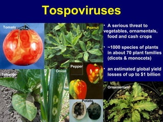 Tospoviruses
Tomato                       Peanut
                                      • A serious threat to
                                      vegetables, ornamentals,
                                        food and cash crops

                                      • ~1000 species of plants
                                        in about 70 plant families
                                        (dicots & monocots)
                    Pepper
            Onion
                                      • an estimated global yield
Tobacco                                 losses of up to $1 billion

                                        Ornamentals


                         Potato
 