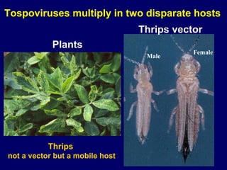 Tospoviruses multiply in two disparate hosts
                                 Thrips vector
            Plants
                                            Female
                                  Male




           Thrips
not a vector but a mobile host
 