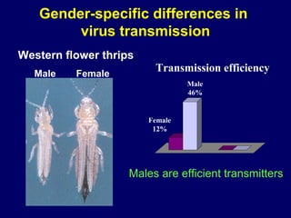 Gender-specific differences in
        virus transmission
Western flower thrips
  Male    Female
                         Transmission efficiency
                                 Male
                                 46%


                        Female
                         12%




                    Males are efficient transmitters
 