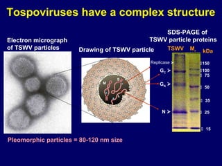 Tospoviruses have a complex structure
                                                 SDS-PAGE of
Electron micrograph                          TSWV particle proteins
of TSWV particles      Drawing of TSWV particle      TSWV   Mr    kDa
                                             Replicase          150
                                                  GC            100
                                                                  75
                                    S
                               M                  GN 
                                                                  50
                                    L
                                                                  35

                                                  N              25


                                                                  15

Pleomorphic particles = 80-120 nm size
 