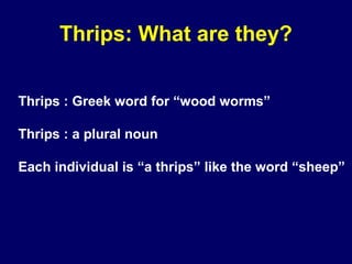 Thrips: What are they?


Thrips : Greek word for “wood worms”

Thrips : a plural noun

Each individual is “a thrips” like the word “sheep”
 