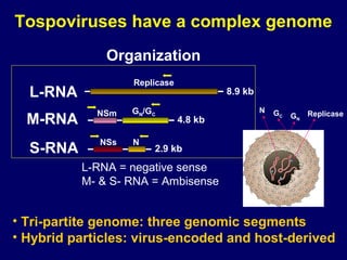Tospoviruses have a complex genome
              Organization
                   Replicase
  L-RNA                                 8.9 kb

             NSm   GN/GC                         N   GC        Replicase
  M-RNA                        4.8 kb                     GN


             NSs   N
  S-RNA                2.9 kb

          L-RNA = negative sense
          M- & S- RNA = Ambisense


• Tri-partite genome: three genomic segments
• Hybrid particles: virus-encoded and host-derived
 