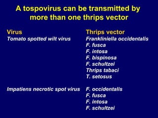 A tospovirus can be transmitted by
       more than one thrips vector
Virus                           Thrips vector
Tomato spotted wilt virus       Frankliniella occidentalis
                                F. fusca
                                F. intosa
                                F. bispinosa
                                F. schultzei
                                Thrips tabaci
                                T. setosus

Impatiens necrotic spot virus   F. occidentalis
                                F. fusca
                                F. intosa
                                F. schultzei
 