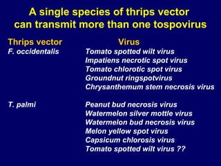 A single species of thrips vector
 can transmit more than one tospovirus
Thrips vector              Virus
F. occidentalis   Tomato spotted wilt virus
                  Impatiens necrotic spot virus
                  Tomato chlorotic spot virus
                  Groundnut ringspotvirus
                  Chrysanthemum stem necrosis virus

T. palmi          Peanut bud necrosis virus
                  Watermelon silver mottle virus
                  Watermelon bud necrosis virus
                  Melon yellow spot virus
                  Capsicum chlorosis virus
                  Tomato spotted wilt virus ??
 