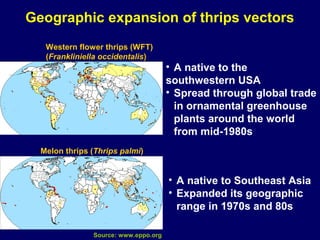 Geographic expansion of thrips vectors
   Western flower thrips (WFT)
   (Frankliniella occidentalis)
                                      • A native to the
                                      southwestern USA
                                      • Spread through global trade
                                        in ornamental greenhouse
                                        plants around the world
                                        from mid-1980s
  Melon thrips (Thrips palmi)


                                      • A native to Southeast Asia
                                      • Expanded its geographic
                                        range in 1970s and 80s

               Source: www.eppo.org
 