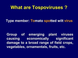 What are Tospoviruses ?

Type member: Tomato spotted wilt virus


Group of emerging plant viruses
causing     economically      significant
damage to a broad range of field crops,
vegetables, ornamentals, fruits, etc.
 