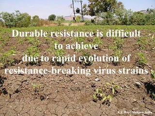 Durable resistance is difficult
            to achieve
    due to rapid evolution of
resistance-breaking virus strains


                         K.S. Ravi, Mahyco, India
 