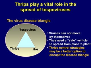 Thrips play a vital role in the
      spread of tospoviruses

The virus disease triangle

          Tospovirus
                         • Viruses can not move
                           by themselves
                         • They need a “safe” vehicle
                           to spread from plant to plant
 Thrips                  • Thrips control strategies
                  Host
                           may be a better option to
                           disrupt the disease triangle
 